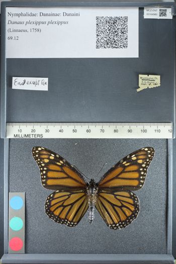 Media type: image;   Entomology 164980